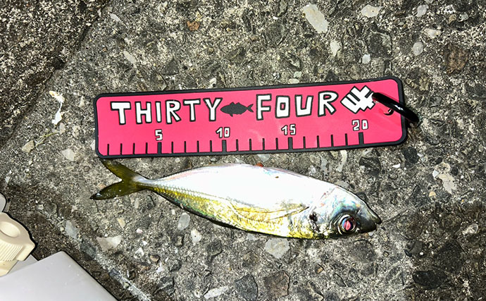 アジングタックルひとつでアジング＆エギング成立！　両本命をキャッチ