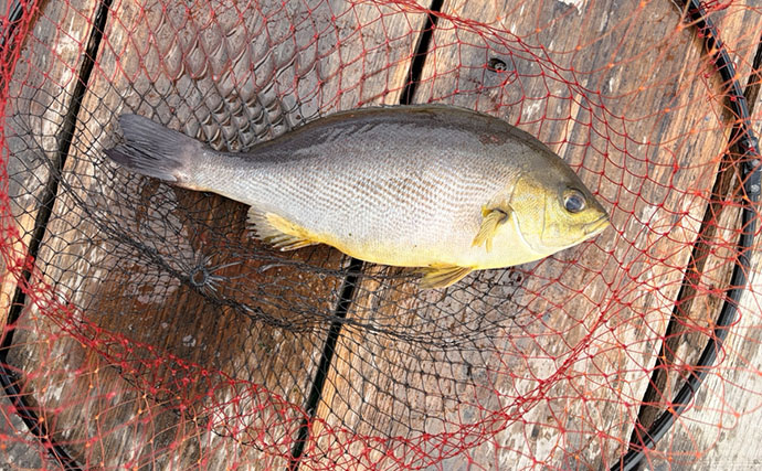 春の小難しい海上釣り堀でも好釣果！【傳八屋】コツはプレッシャーの見極めとエサローテ？