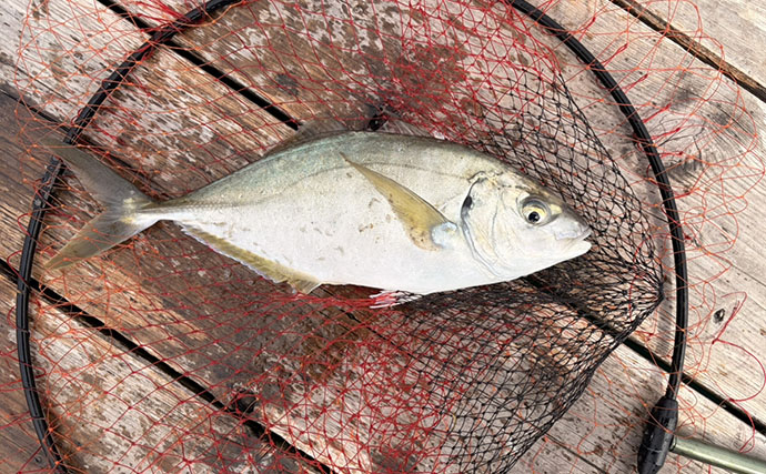 春の小難しい海上釣り堀でも好釣果！【傳八屋】コツはプレッシャーの見極めとエサローテ？