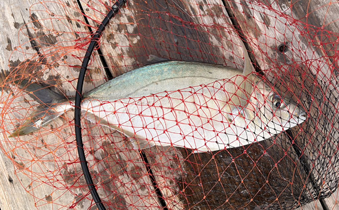 春の小難しい海上釣り堀でも好釣果！【傳八屋】コツはプレッシャーの見極めとエサローテ？