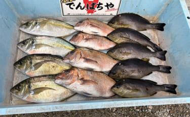 春の小難しい海上釣り堀でも好釣果！【傳八屋】コツはプレッシャーの見極め…