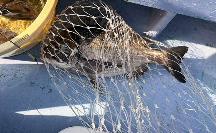 大山沖でイサキ釣りが開幕！30cm超えの良型中心に7匹手中【忠栄丸】