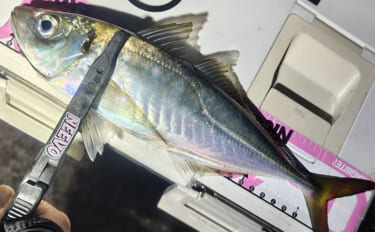 北陸での陸っぱりアジング釣行で30cm超え「尺アジ」キャッチに成功！