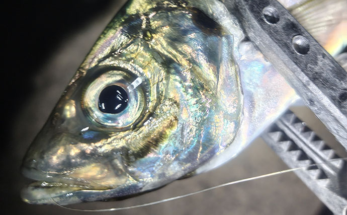 北陸での陸っぱりアジング釣行で30cm超え「尺アジ」キャッチに成功！
