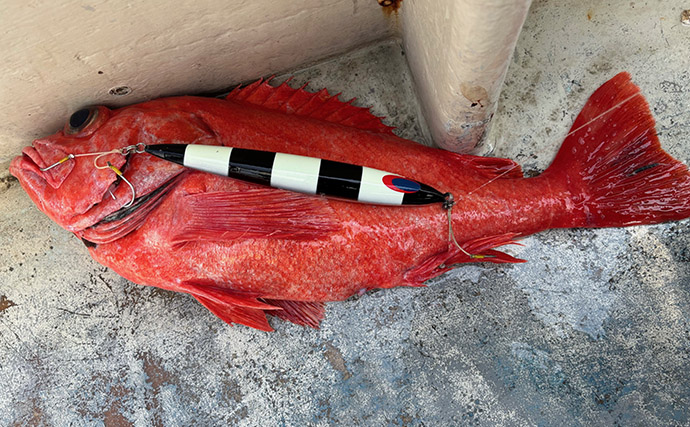 「水深1000m超え！」超深海ジギングで高級魚『ベニアコウ』2匹をキャッチ【神奈川】