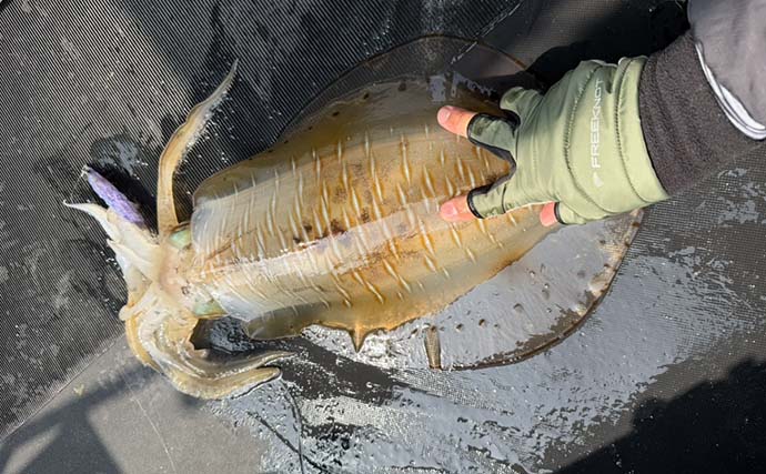 ボートエギングで2kg超えアオリイカが堂々浮上！【熊本・天草】キャスティングにヒット