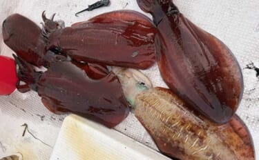 ４kgオーバー『レッドモンスター』アオリイカをついに獲った！【種子島】