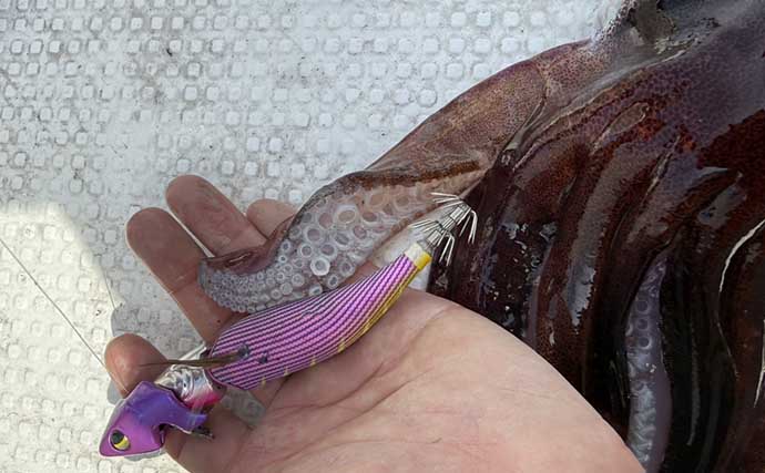 ４kgオーバー『レッドモンスター』アオリイカをついに獲った！【種子島】