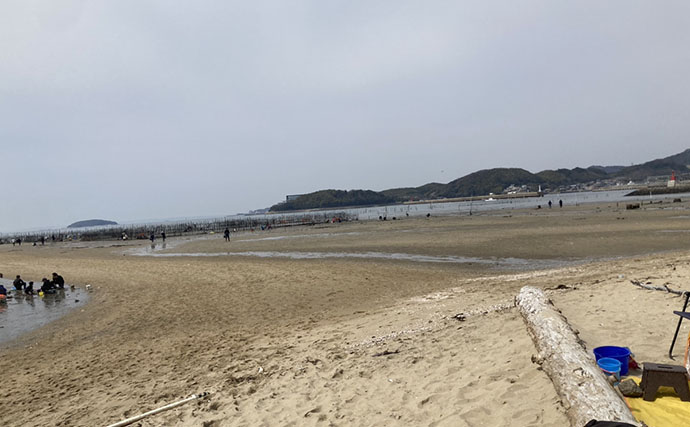 解禁直後の前島で10cm特大ハマグリを発見！【愛知】砂と粘土層の境界が狙い目