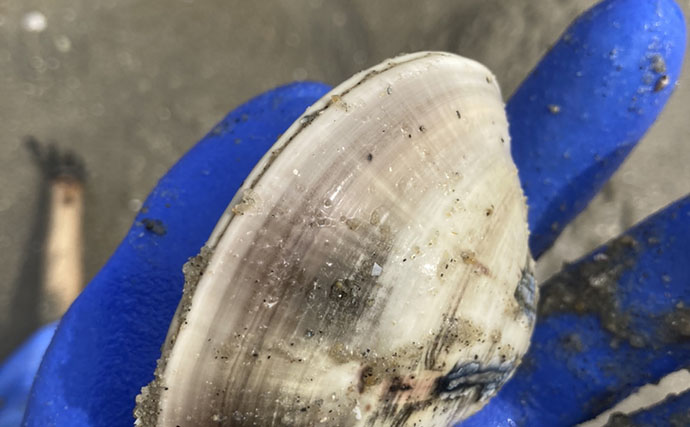 解禁直後の前島で10cm特大ハマグリを発見！【愛知】砂と粘土層の境界が狙い目