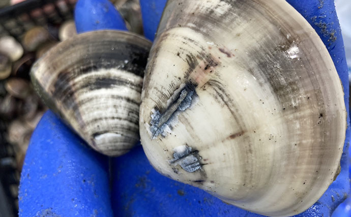 解禁直後の前島で10cm特大ハマグリを発見！【愛知】砂と粘土層の境界が狙い目