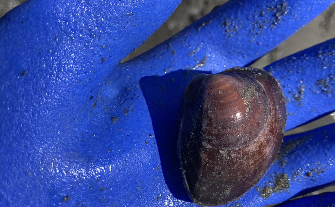 「表層の一段下を探るのがコツ！」衣崎海岸での潮干狩りでハマグリをゲット【愛知】