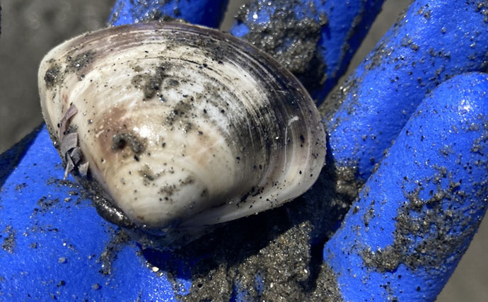 「表層の一段下を探るのがコツ！」衣崎海岸での潮干狩りでハマグリをゲット【愛知】