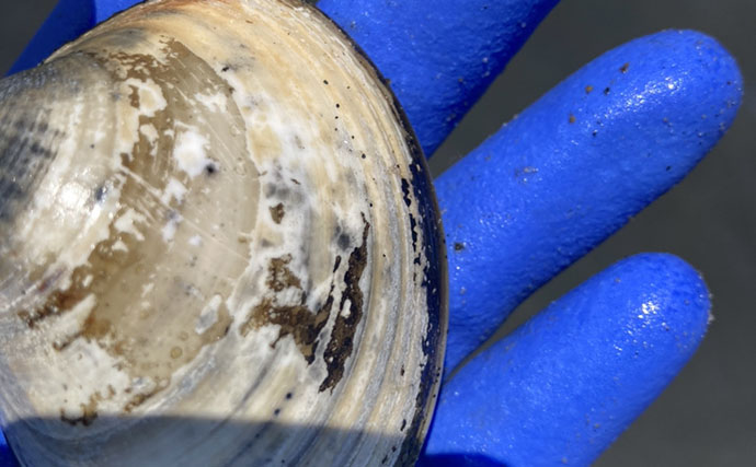 「表層の一段下を探るのがコツ！」衣崎海岸での潮干狩りでハマグリをゲット【愛知】