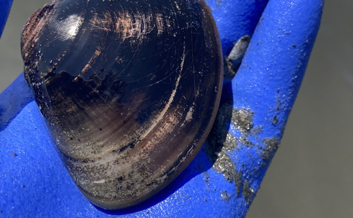 「表層の一段下を探るのがコツ！」衣崎海岸での潮干狩りでハマグリをゲット【愛知】