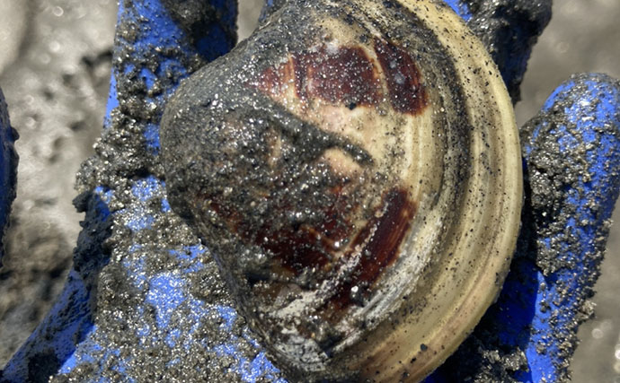 「表層の一段下を探るのがコツ！」衣崎海岸での潮干狩りでハマグリをゲット【愛知】