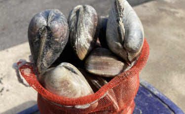 「表層の一段下を探るのがコツ！」衣崎海岸での潮干狩りでハマグリをゲット…
