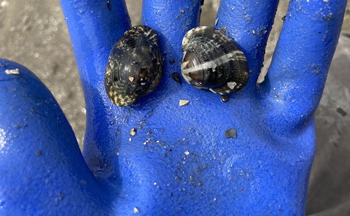 「わずか40分で規定量到達！」愛知県内有数の潮干上がりポイント『竹島海岸』で良型アサリがザクザク