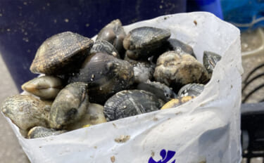 「わずか40分で規定量到達！」愛知県内有数の潮干上がりポイント『竹島海…