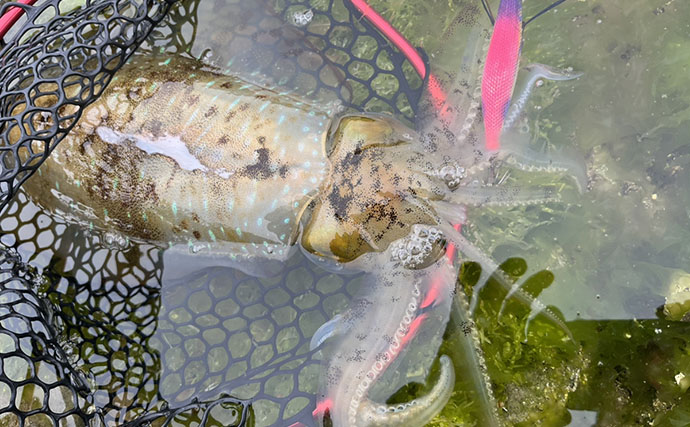 「春イカが猛チェイス！」地磯エギングでキロ超えアオリイカが足元でヒット【福岡】