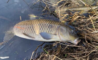 綾瀬川で挑むパンコイ釣り　警戒心マックスでも70cmオーバーのコイを手…