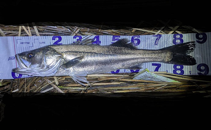 87cm「ランカー」シーバス堂々参上！ 春のハクパターンでヒット