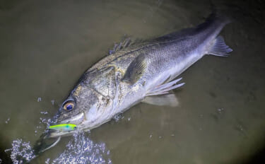 87cm「ランカー」シーバス堂々参上！ 春のハクパターンでヒット