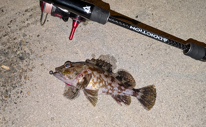 漁港ライトゲームでアジ・アコウ・ガシラ【京都】アジングは連発せず拾い釣り