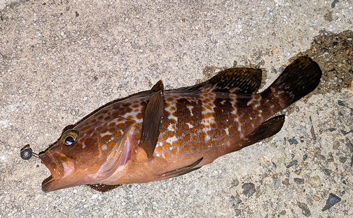 漁港ライトゲームでアジ・アコウ・ガシラ【京都】アジングは連発せず拾い釣り