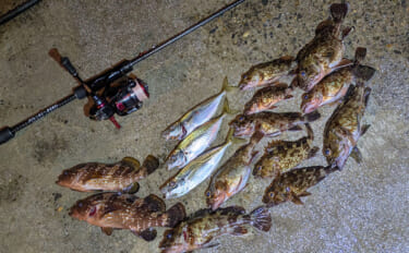 漁港ライトゲームでアジ・アコウ・ガシラ【京都】アジングは連発せず拾い釣…