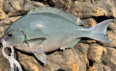 沖磯フカセ釣りで43cm筆頭に良型グレがポツポツ【和歌山】好ゲストにイ…