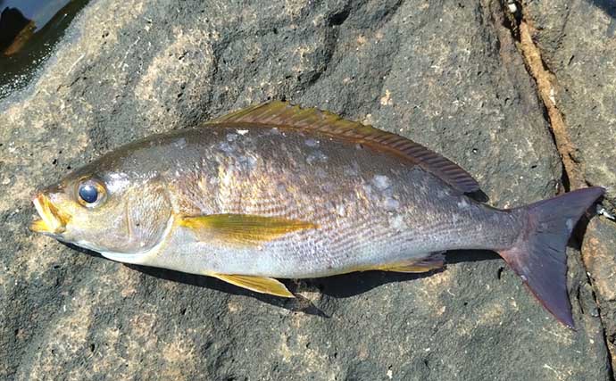 沖磯フカセ釣りで43cm筆頭に良型グレがポツポツ【和歌山】好ゲストにイサキも登場