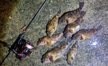 日本海でライトロックゲーム＆エギングの二刀流釣行【京都】ガシラにコウイ…