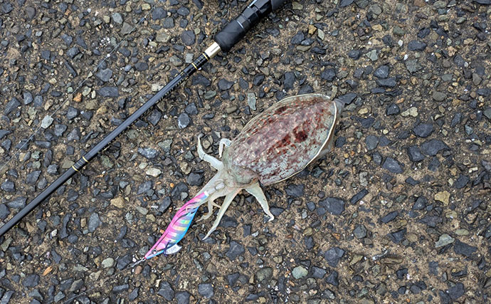 日本海でライトロックゲーム＆エギングの二刀流釣行【京都】ガシラにコウイカの両本命をキャッチ！