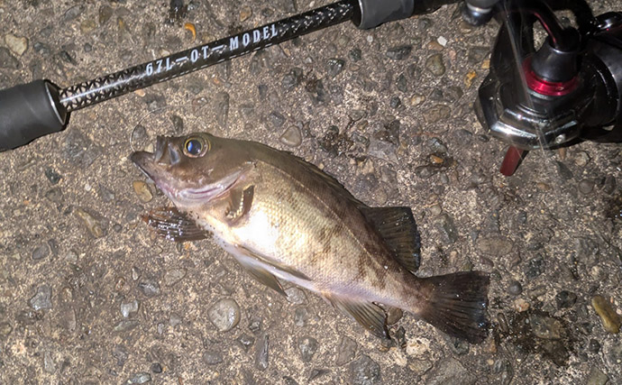 紀北から中紀をラン＆ガン！【和歌山】ライトソルトゲームでメバルにカサゴにマゴチ手中