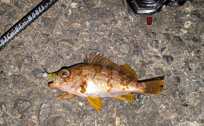 紀北から中紀をラン＆ガン！【和歌山】ライトソルトゲームでメバルにカサゴにマゴチ手中