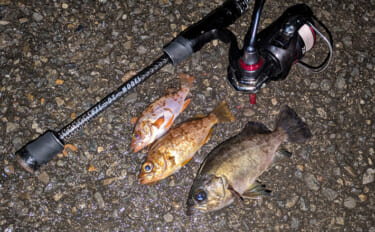 紀北から中紀をラン＆ガン！【和歌山】ライトソルトゲームでメバルにカサゴ…