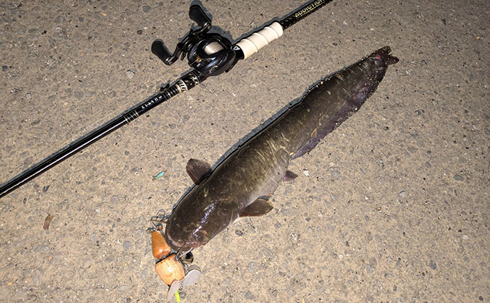 「ナマズ釣りシーズンが開幕！」自作ルアーに豪快ヒットで大満足【和歌山】