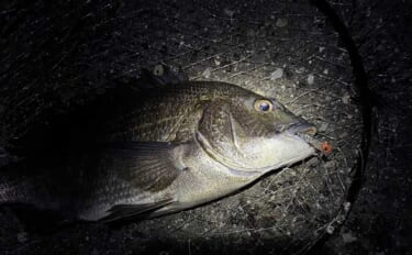 汽水域でのルアー釣行で60cmシーバスに45cmチヌをキャッチ【泉大津…