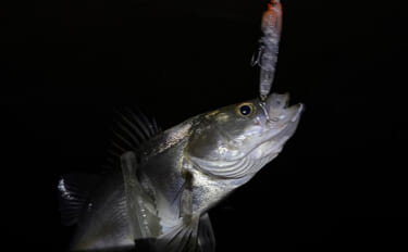 シーサイドコスモのメバリング釣行でシーバス連打！【大阪】本命メバルは不…