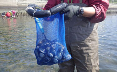 江戸川河口での潮干狩りで大型ホンビノス貝28個ゲット　ゲストにアサリも