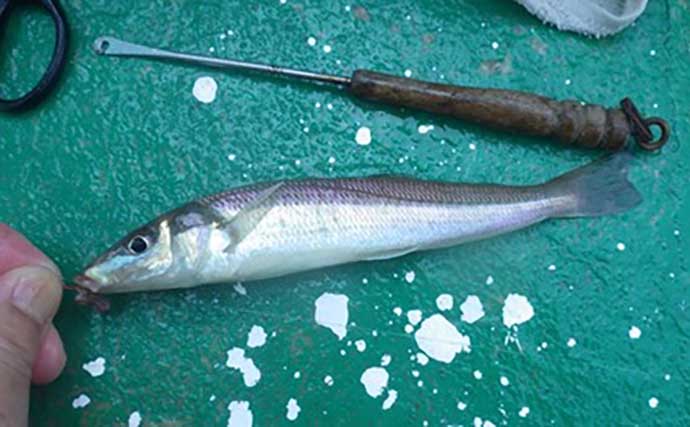 「敵はアカクラゲ？」東京湾船シロギス釣りで良型主体に37匹手中【たかはし遊船】