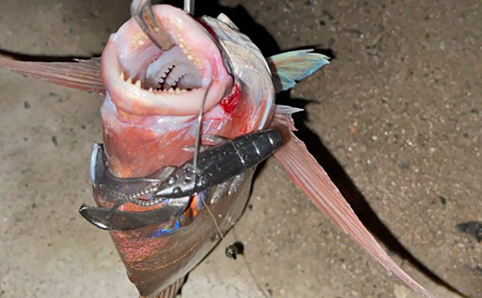 陸っぱりライトロックゲームでマダイにマゴチと絶好調！【山陰】カサゴは連発