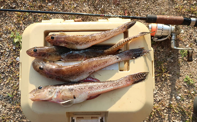 最終盤のハゼ釣りで22cm筆頭に「ヒネハゼ」5匹！　干潟エリアでヒット