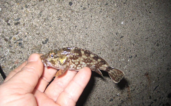 マイクロテンヤでの宙釣りでメバルにシーバスにカサゴ！【岡山】