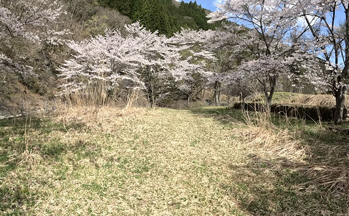 「盛期突入！」吉田川の渓流釣りで郡上アマゴ40匹超えと絶好調【岐阜】