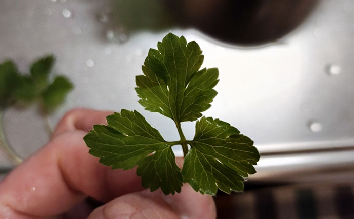 「その雑草、実は食べられるかも？」 渓流釣りと相性が良い野草採りのススメ