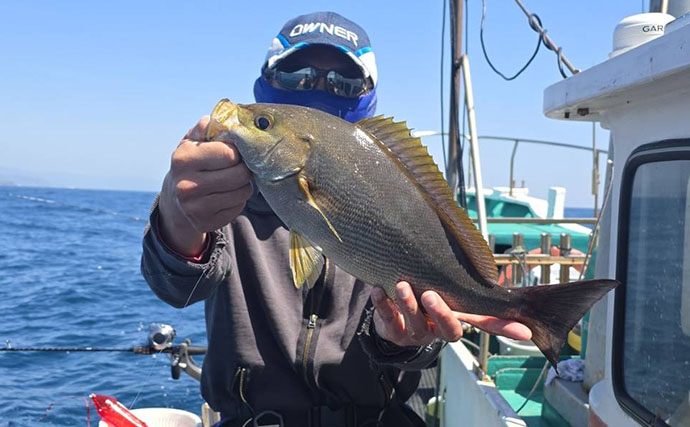 42cmジャンボイサギ登場！【良丸・那智勝浦】天びんカゴフカセ釣りで旬のイサギ連発