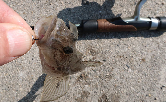 最終盤のハゼ釣りで22cm筆頭に「ヒネハゼ」5匹！　干潟エリアでヒット