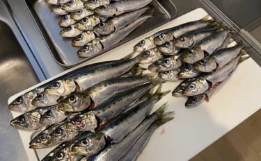 「脂ノリノリのイワシ接岸中」サビキ釣りでマイワシが爆釣！【小名浜・福島…